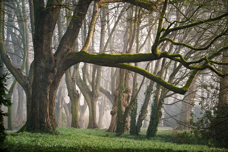 Fairy-tale Forests